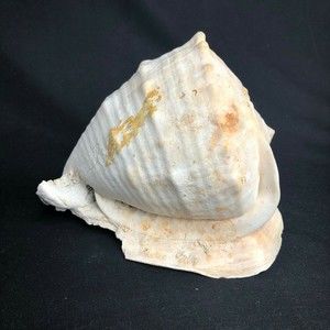 Queen Helmet Conch Shell Horned Large Natural Seashell 6"